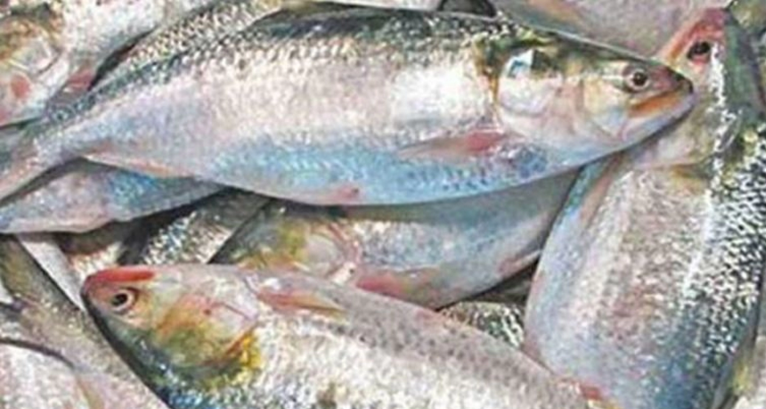 হঠাৎ এক কেজি ওজনের ইলিশের দাম কত হলো জানেন?