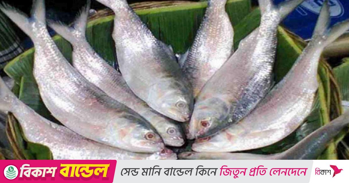 দেশের বাজারে ইলিশের দাম বেশি, রফতানিতে অনীহা