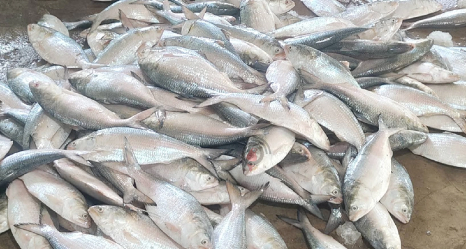 কোন ইলিশ পদ্মার কোনটা গুজরাটের, চেনার সহজ উপায়