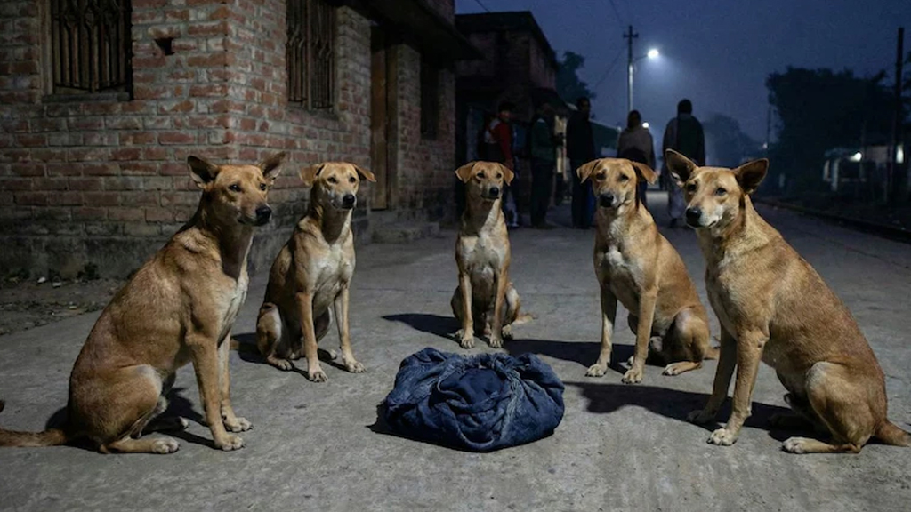 রাস্তায় ফেলে যাওয়া নবজাতককে সারা রাত পাহারা দিল একদল কুকুর