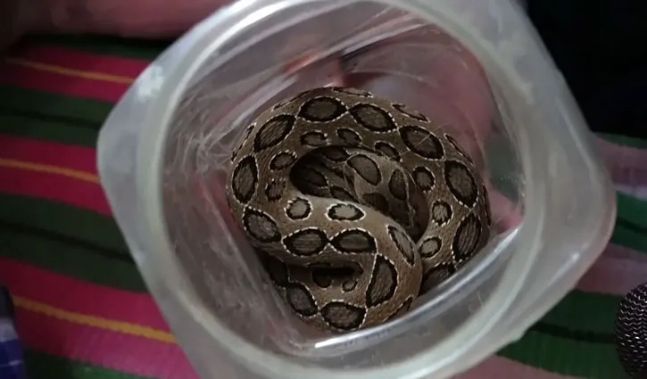 সাপে কামড়েও দমে যাননি কৃষক, জ্যান্ত সাপ হাতে হাসপাতালে চাঞ্চল্য