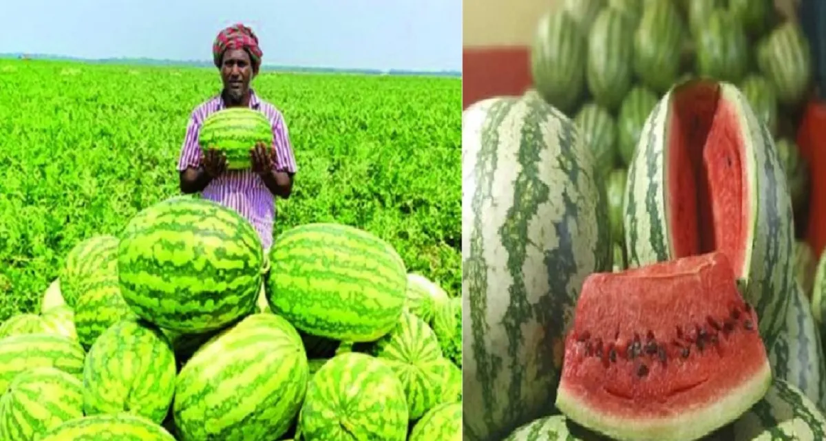 লাল মিষ্টি তরমুজ চেনার সবচেয়ে সহজ উপায়