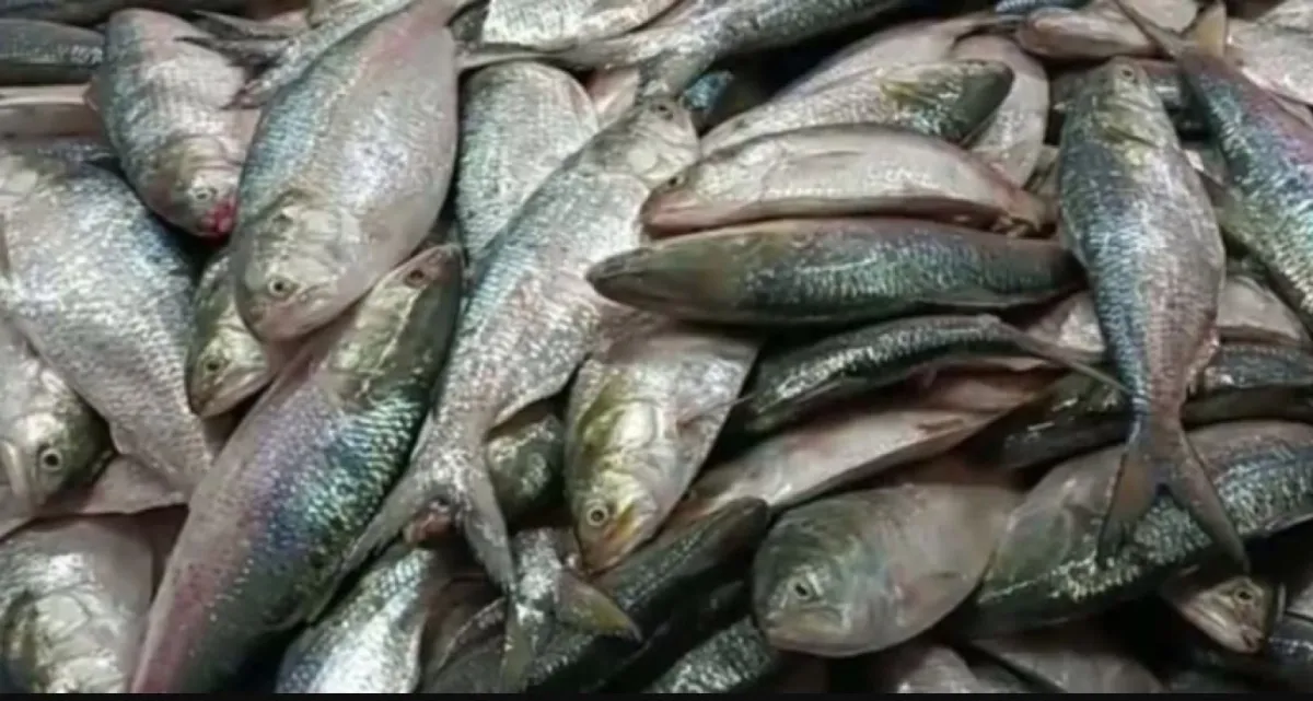আসল ইলিশ চেনার সহজ উপায়